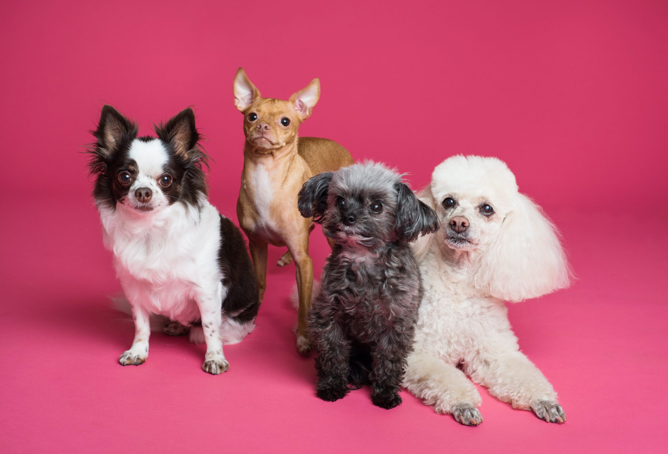 Pet Parents, This One’s For You: 20 Must-Have Finds for Your Fur Baby